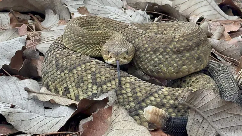 ANIMAL RESCATADO 8.jpg